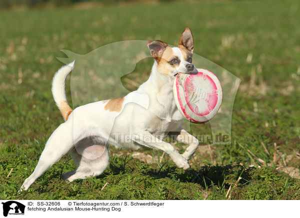 fetching Andalusian Mouse-Hunting Dog / SS-32606