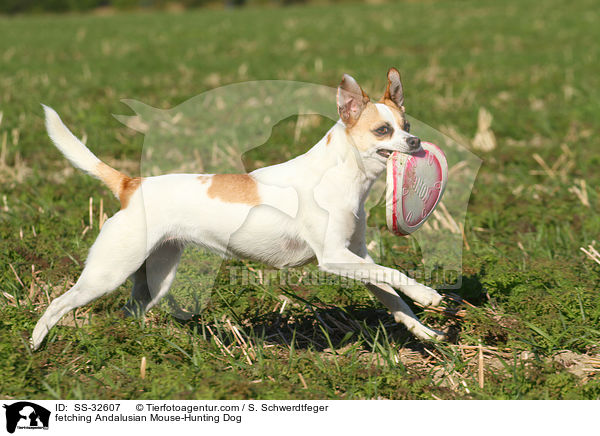apportierender Ratonero Bodeguero Andaluz / fetching Andalusian Mouse-Hunting Dog / SS-32607