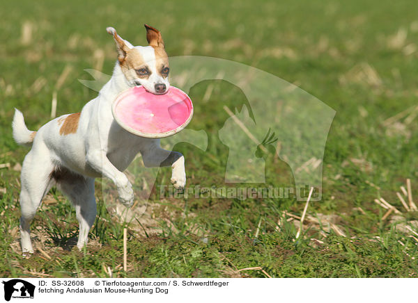 fetching Andalusian Mouse-Hunting Dog / SS-32608