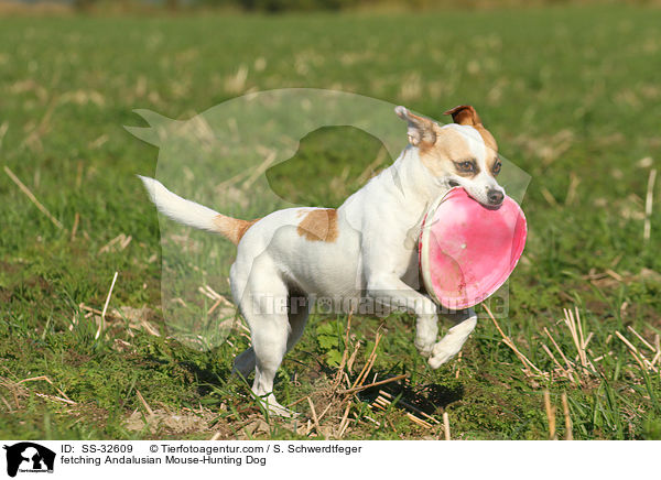 apportierender Ratonero Bodeguero Andaluz / fetching Andalusian Mouse-Hunting Dog / SS-32609