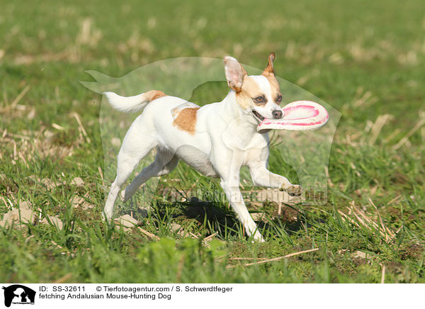 fetching Andalusian Mouse-Hunting Dog / SS-32611