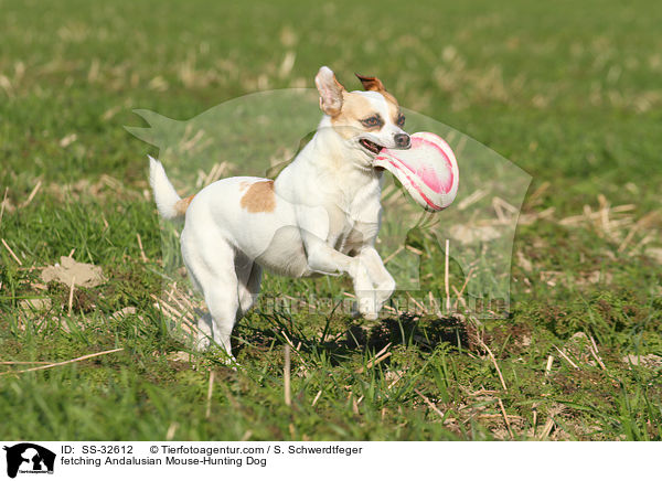 fetching Andalusian Mouse-Hunting Dog / SS-32612
