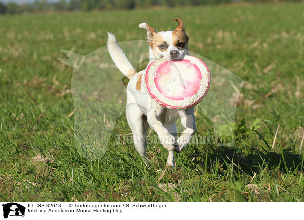 fetching Andalusian Mouse-Hunting Dog / SS-32613