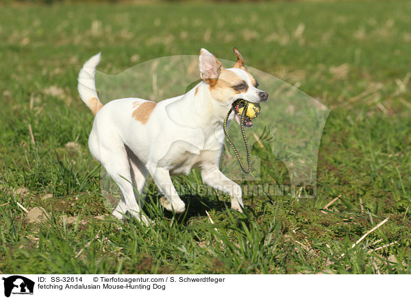 fetching Andalusian Mouse-Hunting Dog / SS-32614