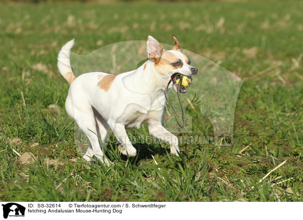 apportierender Ratonero Bodeguero Andaluz / fetching Andalusian Mouse-Hunting Dog / SS-32614