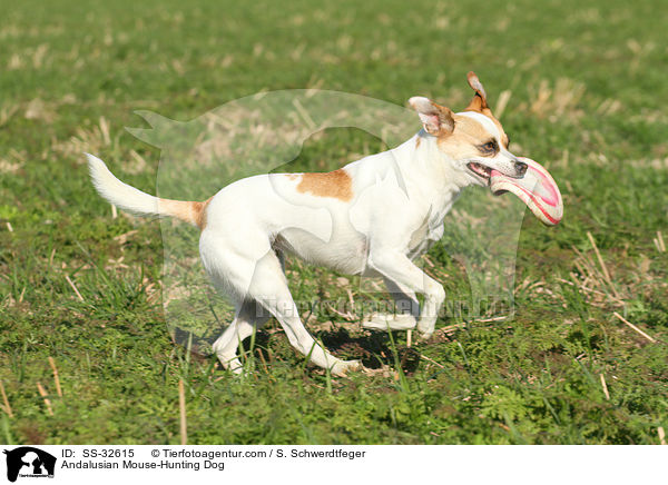 Andalusian Mouse-Hunting Dog / SS-32615