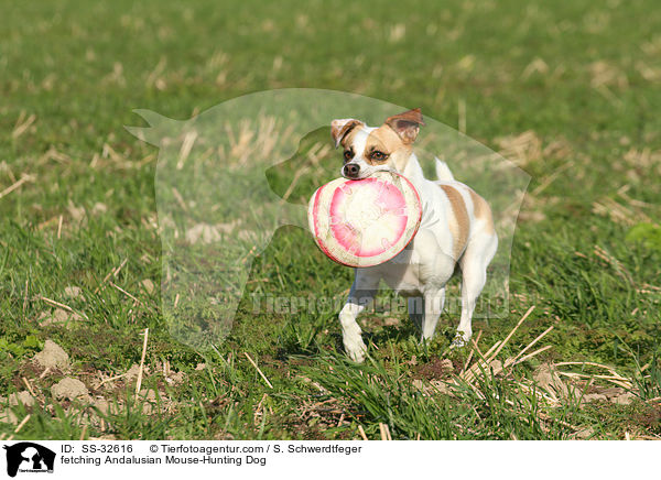 apportierender Ratonero Bodeguero Andaluz / fetching Andalusian Mouse-Hunting Dog / SS-32616