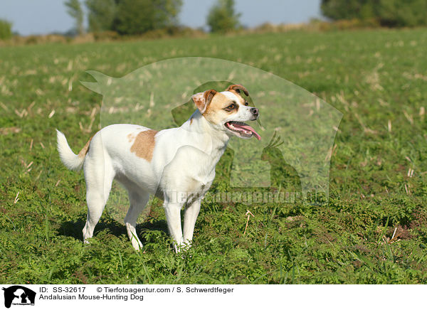 Andalusian Mouse-Hunting Dog / SS-32617