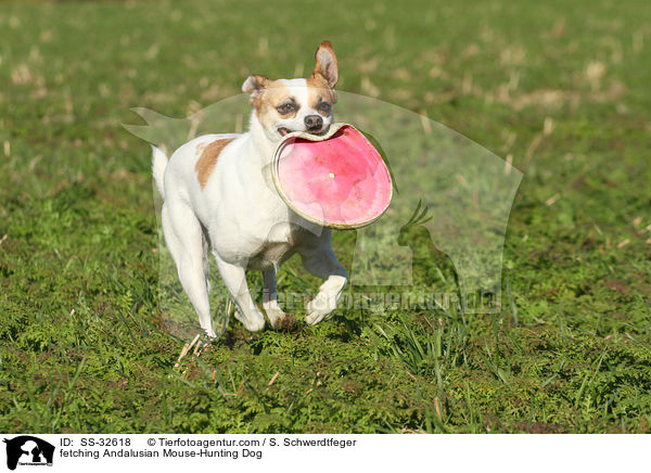 fetching Andalusian Mouse-Hunting Dog / SS-32618