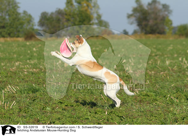 fetching Andalusian Mouse-Hunting Dog / SS-32619