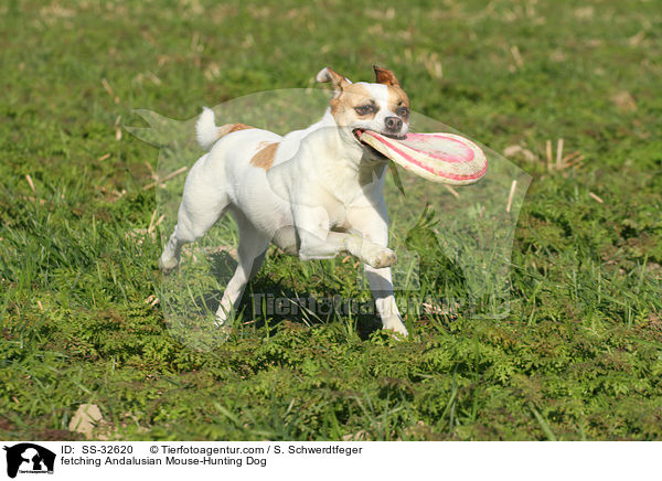 apportierender Ratonero Bodeguero Andaluz / fetching Andalusian Mouse-Hunting Dog / SS-32620