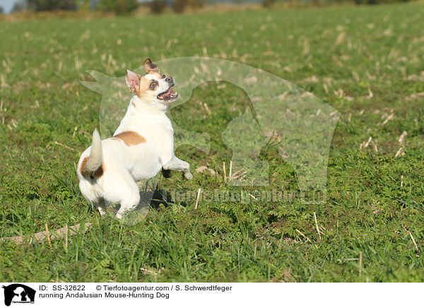 running Andalusian Mouse-Hunting Dog / SS-32622