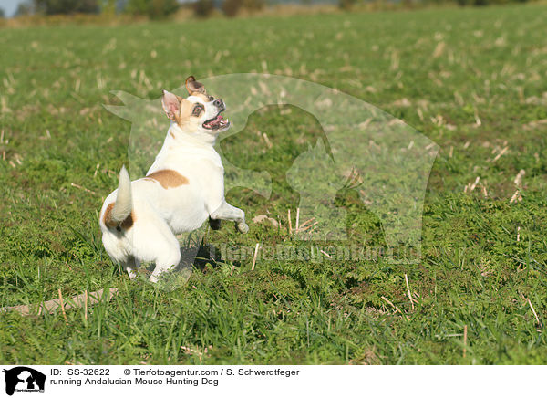 rennender Ratonero Bodeguero Andaluz / running Andalusian Mouse-Hunting Dog / SS-32622