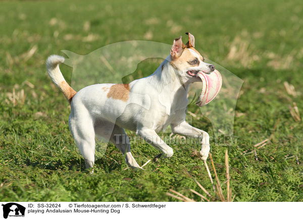 spielender Ratonero Bodeguero Andaluz / playing Andalusian Mouse-Hunting Dog / SS-32624