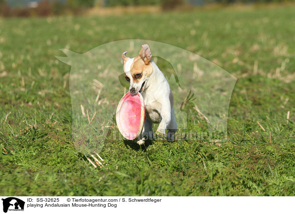 playing Andalusian Mouse-Hunting Dog / SS-32625