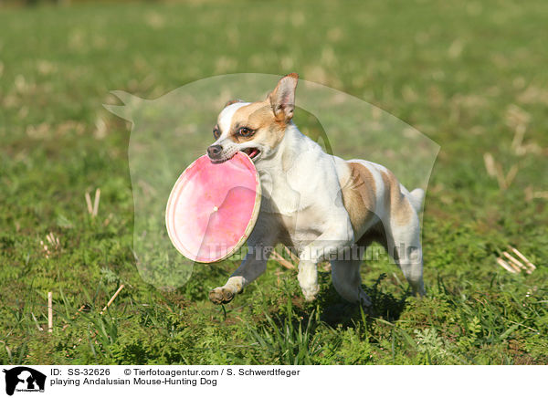 playing Andalusian Mouse-Hunting Dog / SS-32626