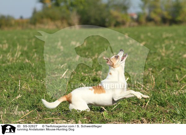 running Andalusian Mouse-Hunting Dog / SS-32627