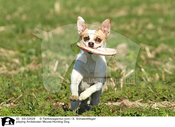 playing Andalusian Mouse-Hunting Dog / SS-32628