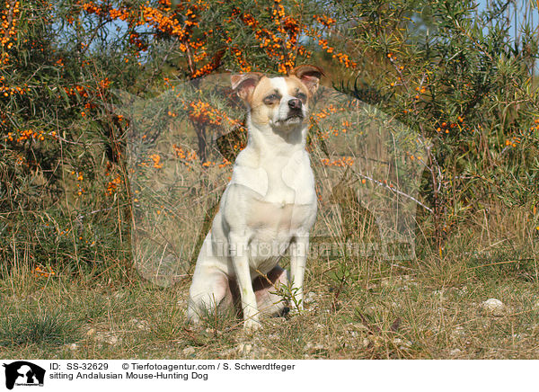 sitting Andalusian Mouse-Hunting Dog / SS-32629