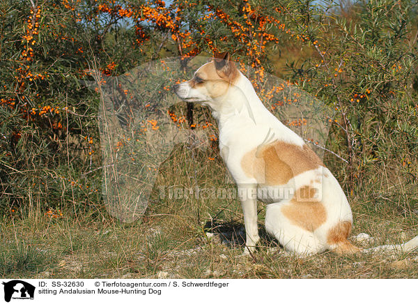 sitzender Ratonero Bodeguero Andaluz / sitting Andalusian Mouse-Hunting Dog / SS-32630