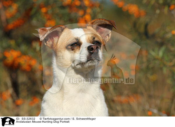 Ratonero Bodeguero Andaluz Portrait / Andalusian Mouse-Hunting Dog Portrait / SS-32632