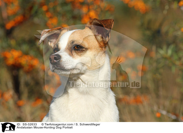 Ratonero Bodeguero Andaluz Portrait / Andalusian Mouse-Hunting Dog Portrait / SS-32633