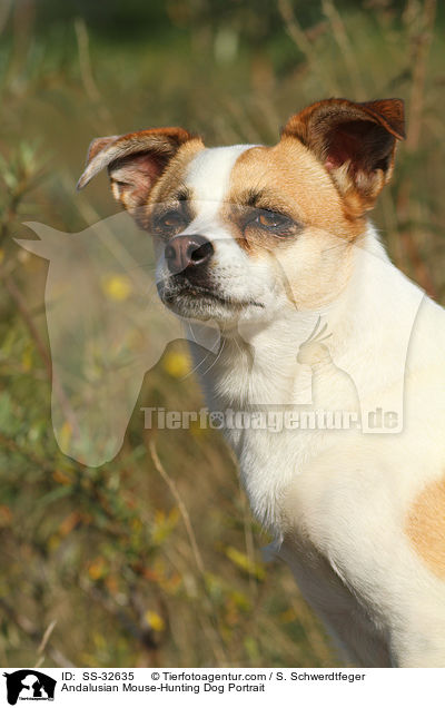 Andalusian Mouse-Hunting Dog Portrait / SS-32635