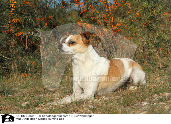 lying Andalusian Mouse-Hunting Dog / SS-32636
