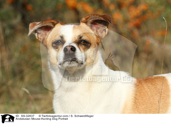 Ratonero Bodeguero Andaluz Portrait / Andalusian Mouse-Hunting Dog Portrait / SS-32637