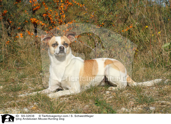 lying Andalusian Mouse-Hunting Dog / SS-32638