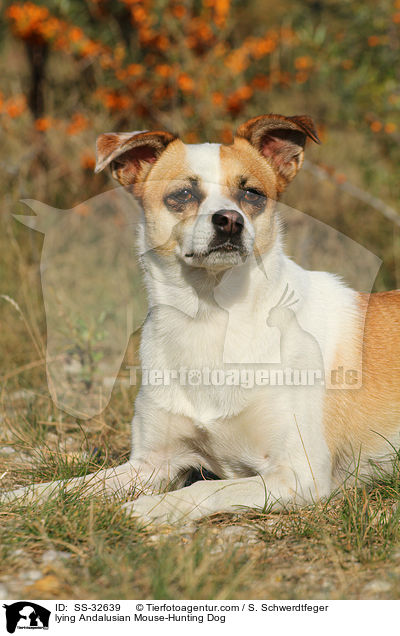 lying Andalusian Mouse-Hunting Dog / SS-32639