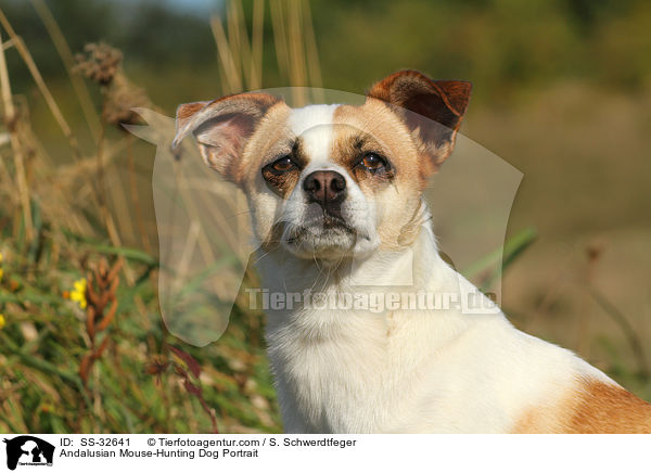 Andalusian Mouse-Hunting Dog Portrait / SS-32641