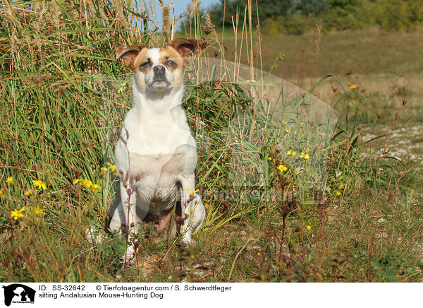 sitzender Ratonero Bodeguero Andaluz / sitting Andalusian Mouse-Hunting Dog / SS-32642