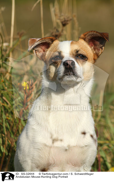 Andalusian Mouse-Hunting Dog Portrait / SS-32644