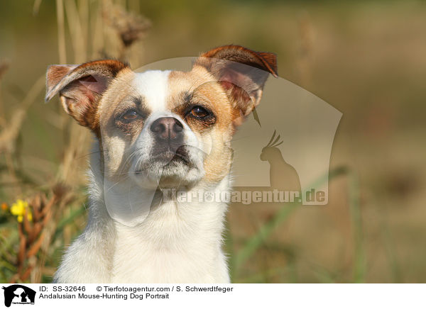 Andalusian Mouse-Hunting Dog Portrait / SS-32646