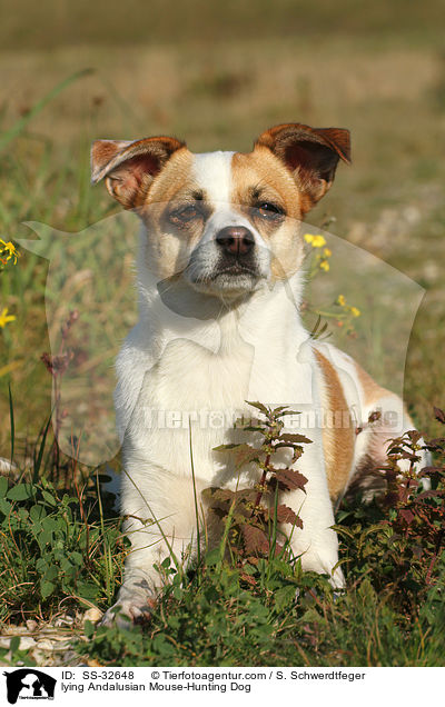 lying Andalusian Mouse-Hunting Dog / SS-32648