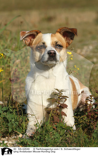 liegender Ratonero Bodeguero Andaluz / lying Andalusian Mouse-Hunting Dog / SS-32648