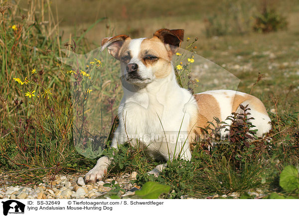 lying Andalusian Mouse-Hunting Dog / SS-32649