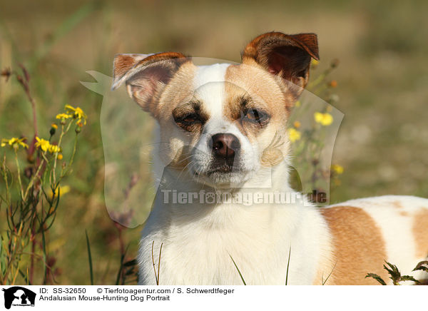 Ratonero Bodeguero Andaluz Portrait / Andalusian Mouse-Hunting Dog Portrait / SS-32650