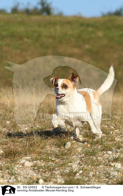 running Andalusian Mouse-Hunting Dog / SS-32652