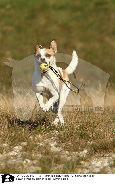 playing Andalusian Mouse-Hunting Dog / SS-32653