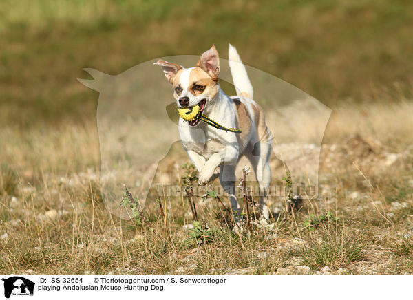 playing Andalusian Mouse-Hunting Dog / SS-32654
