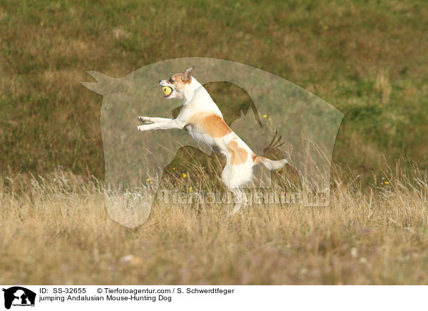 jumping Andalusian Mouse-Hunting Dog / SS-32655
