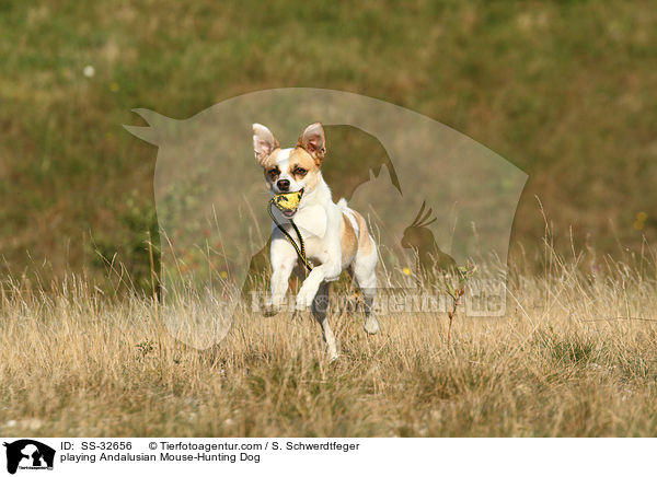 playing Andalusian Mouse-Hunting Dog / SS-32656