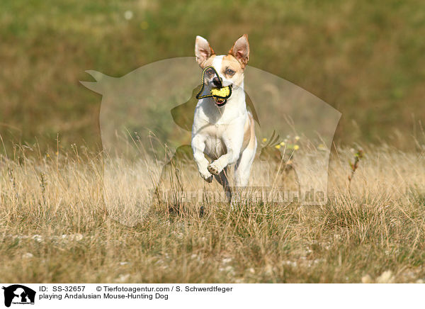 playing Andalusian Mouse-Hunting Dog / SS-32657