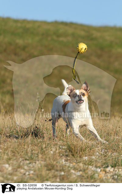 playing Andalusian Mouse-Hunting Dog / SS-32658