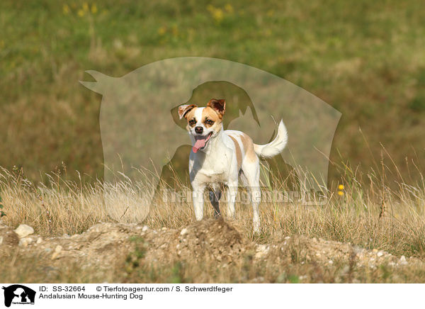 Andalusian Mouse-Hunting Dog / SS-32664