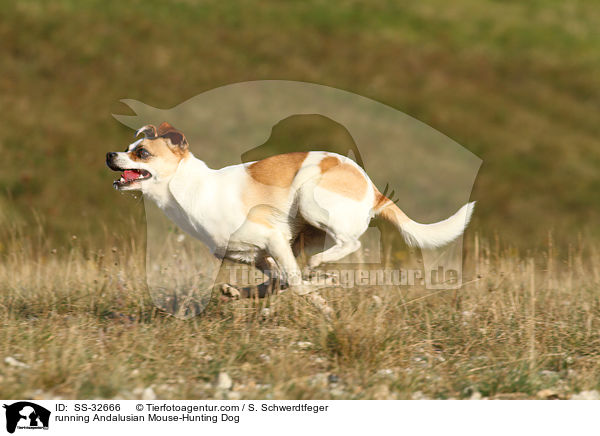 running Andalusian Mouse-Hunting Dog / SS-32666