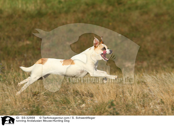 running Andalusian Mouse-Hunting Dog / SS-32668