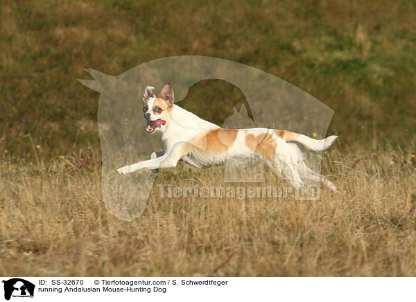 running Andalusian Mouse-Hunting Dog / SS-32670